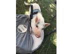 Chicharron, Pig (farm) For Adoption In Newport Beach, California