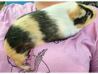 Wilsan, Guinea Pig For Adoption In Salisbury, Massachusetts