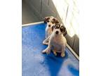 Adopt Drake & Dahlia Tagged4Rescue a Jack Russell Terrier