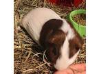 Chopper, Guinea Pig For Adoption In Salisbury, Massachusetts