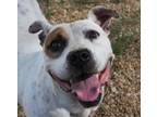 Adopt Tre a Pit Bull Terrier