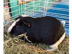 Boise, Guinea Pig For Adoption In Salisbury, Massachusetts