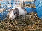 Tennyson, Guinea Pig For Adoption In Salisbury, Massachusetts