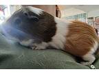 Proton, Guinea Pig For Adoption In Salisbury, Massachusetts