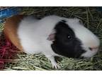 Olivery, Guinea Pig For Adoption In Salisbury, Massachusetts