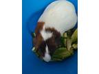Brunom, Guinea Pig For Adoption In Salisbury, Massachusetts