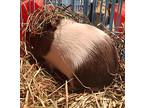 Michael, Guinea Pig For Adoption In Salisbury, Massachusetts