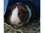 Dean, Guinea Pig For Adoption In Salisbury, Massachusetts