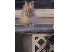 Charlie, Lionhead For Adoption In St. Charles, Illinois