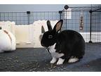 Walley, Mini Rex For Adoption In St. Charles, Illinois