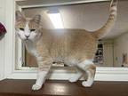 Buffy, Domestic Shorthair For Adoption In Carson City, Nevada