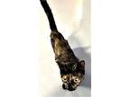 Mom Tabitha, Domestic Shorthair For Adoption In Phoenix, Arizona