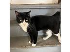 Anthony, Domestic Shorthair For Adoption In Bloomingdale, New Jersey