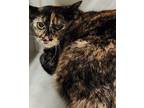 655680, Domestic Shorthair For Adoption In Bakersfield, California