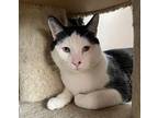 Posm, Domestic Shorthair For Adoption In Carson City, Nevada