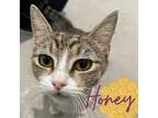 Honey, Domestic Shorthair For Adoption In Phoenix, Arizona