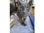 Adopt Brandy a Domestic Short Hair, Russian Blue