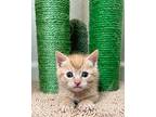 Oliver, Domestic Shorthair For Adoption In Claremont, California