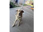 Chester Cumberbatch (sc), Golden Retriever For Adoption In San Angelo, Texas