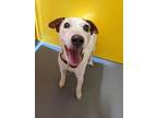 Phantom, Jack Russell Terrier For Adoption In Eugene, Oregon