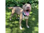 Elvis, American Pit Bull Terrier For Adoption In Dayton, Texas