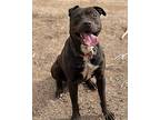 Titan, American Staffordshire Terrier For Adoption In Lancaster, California