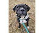 Adopt Killua a Pit Bull Terrier, Boxer