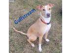 Adopt Gulfstream (In Foster) a Whippet