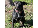 Wilma, Labrador Retriever For Adoption In Arlington, Texas