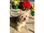 Trixie, Jack Russell Terrier For Adoption In Claremont, California