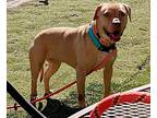 Mira 2, American Pit Bull Terrier For Adoption In Johnston, Iowa