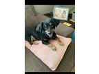 Sophie, Dachshund For Adoption In Claremont, California