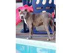 Blaze, Staffordshire Bull Terrier For Adoption In Newport Beach, California