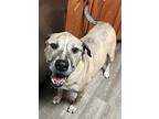 Norton, American Pit Bull Terrier For Adoption In Dallas, Texas