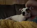 Sugar, American Pit Bull Terrier For Adoption In Dallas, Texas