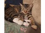 Adopt wileycat a Tabby, Domestic Short Hair
