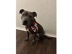 Bey, American Pit Bull Terrier For Adoption In Dallas, Texas