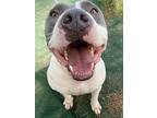 Train, American Staffordshire Terrier For Adoption In Ocala, Florida