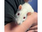 Fred, Rat For Adoption In Brookings, South Dakota