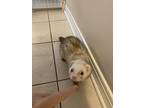 Hati Aka Porkchop, Ferret For Adoption In Navarre, Florida