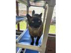 Sam (not Available), Siamese For Adoption In Denver, Colorado