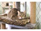 Louise, Domestic Shorthair For Adoption In Fallbrook, California