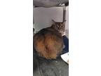 Victoria (foster To Adopt), Domestic Mediumhair For Adoption In Stouffville