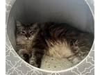 Bella, Domestic Longhair For Adoption In Columbus, Ohio