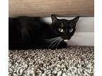 Luna, Domestic Shorthair For Adoption In Columbus, Ohio