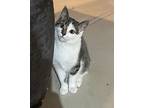 Fire, Domestic Shorthair For Adoption In Columbus, Ohio