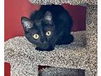 Five, Domestic Shorthair For Adoption In Columbus, Ohio