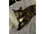 Jenny, Domestic Shorthair For Adoption In Wake Forest, North Carolina