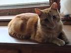 Garfield, Domestic Shorthair For Adoption In York, Pennsylvania