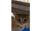 Butterscotch, Manx For Adoption In Apollo, Pennsylvania